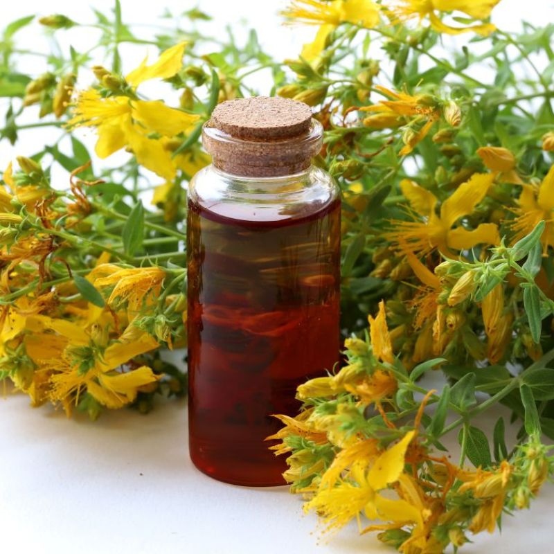 "Le Millepertuis est aux nerfs ce que l’Arnica est aux muscles". Le macérât huileux de Millepertuis est incontournable pour les massages antidouleurs par ses propriétés anti-inflammatoire, antalgique et décongestionnante : il limite les inflammations des nerfs en raison de sa teneur naturelle en terpènes sesquiterpéniques, en hypericine et hyperforine. Ce macérat huileux est ainsi tout indiqué en cas de névralgies, sciatiques et hernies discales.