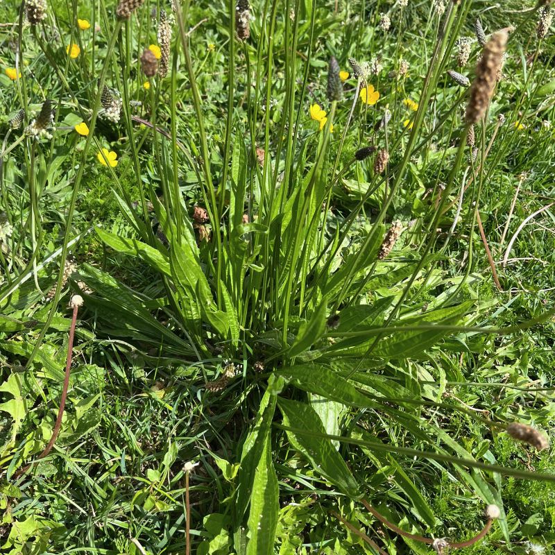 En cas de piqûres (moustique, abeille, guêpe, araignée, …), le baume de plantain appliqué localement peut soulager les rougeurs, les douleurs et l'inflammation. Il a été observé qu'il peut inhiber la nécrose causée par les piqûres d'araignées et qu'il est utilisé par certaines populations autochtones pour traiter les piqûres.
