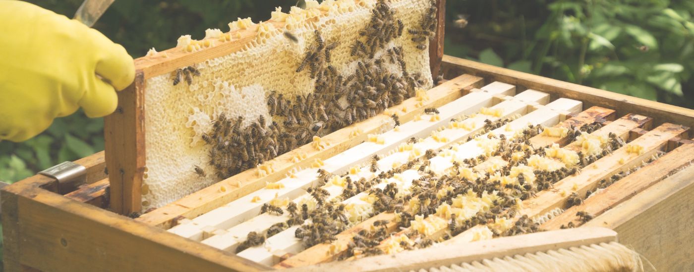 les bienfaits de la cire d'abeilles