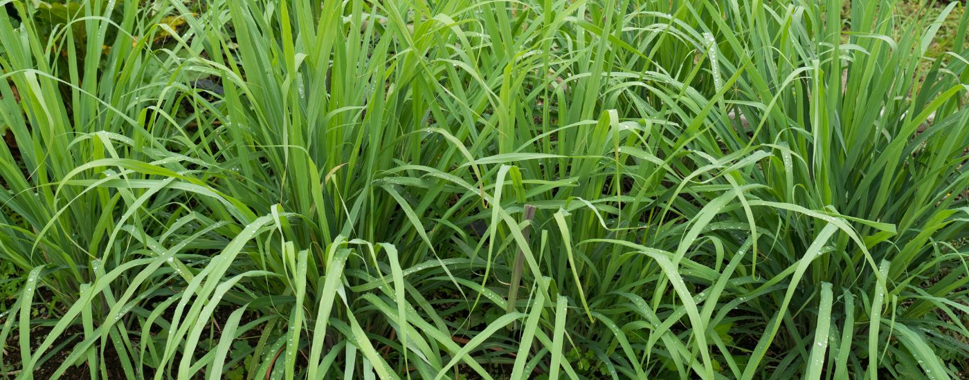 bienfaits du citronnelle dans savon saf artisanal