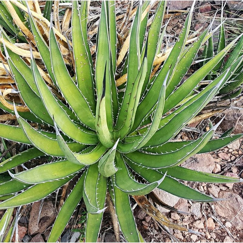 Fabriquée à partir de bois de hêtre certifié FSC et de fibres végétales d'agave, cette recharge vous permet de conserver votre manche tout en réduisant votre impact sur l'environnement. Les fibres d'agave, à la fois douces et efficaces, nettoient en profondeur sans rayer, préservant ainsi l'éclat de votre vaisselle.